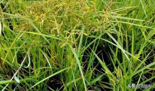 范县直播稻优质高产栽培技术