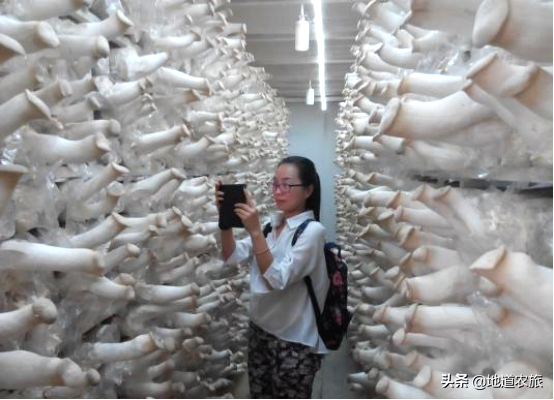 “蘑”力十足的台湾农场，仅30亩，年产值达2亿人民币