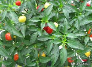 五彩椒种植方法(五彩辣椒色彩艳丽是辣椒中的珍品，如何种植？播种到采收仅需50天)