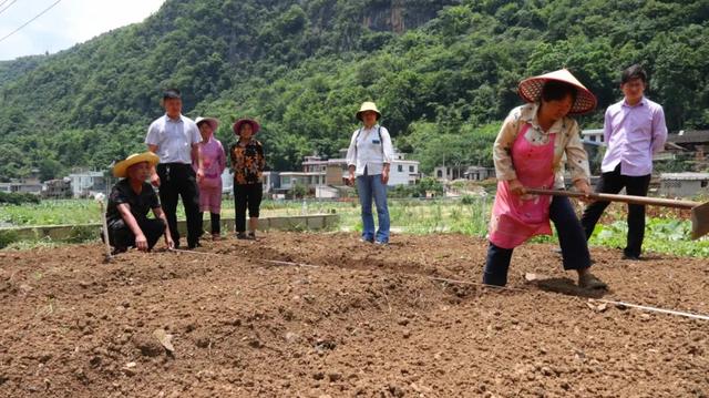 普安县开展蔬菜种植肥效试验
