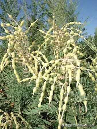 新疆如何因地制宜发展酸枣仁和苦豆子产业？