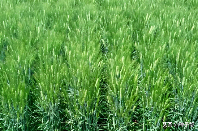 搞养殖种大麦，一亩地产多少大麦干草？营养价值以及播种技术介绍