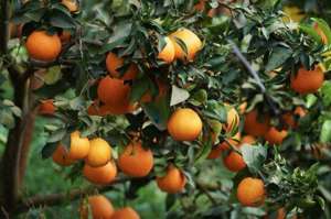 发展种植产业(贵州金沙：发展种植柑橘产业助农增收)