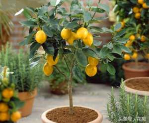 种植柠檬树多少年结果(养的又小又不起眼的一棵柠檬树，每年却能结十几个柠檬)