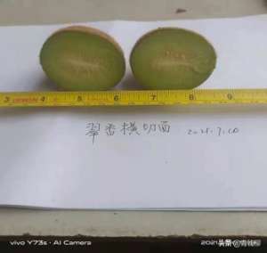 翠香猕猴桃种植条件(翠香猕猴桃在洛阳的引种表现与关键栽培技术)