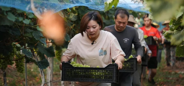 80后荆州大姐返乡种葡萄，一百亩发展成3000亩，如今年入千万