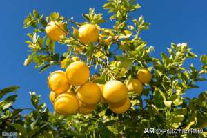 柚子的种植方法(柚子树怎么种植合适？)