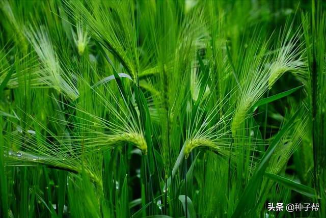 搞养殖种大麦，一亩地产多少大麦干草？营养价值以及播种技术介绍