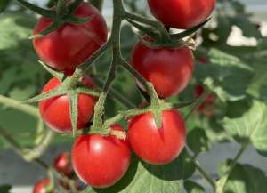 西红柿的种植方法(懂种植：种西红柿的详细方法和全部技术)