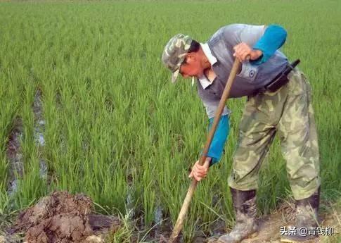 范县直播稻优质高产栽培技术