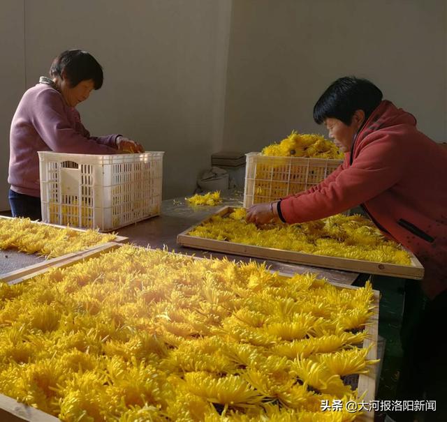 洛阳农民带领村民种金丝皇菊，一亩地收入两万多