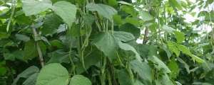 四季豆的种植管理(四季豆怎么种产量高)