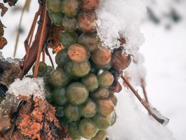 东北大叔冰天雪地零下10度摘葡萄，20天发酵2年陈酿成冰酒，啥样