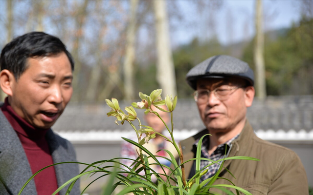 农村小伙返乡种兰花，新品种年产值2000万元，带领当地农户脱贫