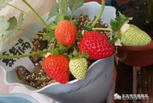pvc管种植草莓视频(想种四季草莓？现在就可以下手了掌握这些技术，坐等收钱)