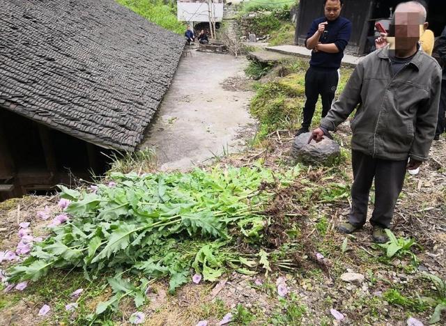 62岁老汉听说罂粟可治病，在哥哥家种植了上百株，被民警当面铲除