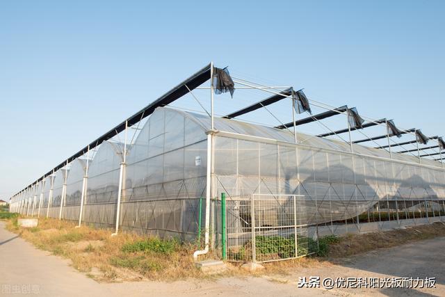 日光温室大棚这样种植马铃薯，简直可以丰收一整年