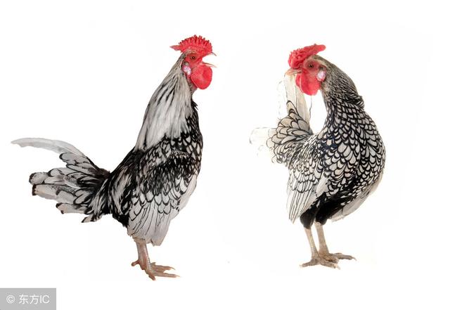瓢鸡该如何饲养才能高效益？这五点不可忽视！