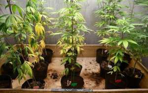 大麻种植室内(网上购买种子，室内种植大麻植株27株，中山警方抓获2名嫌疑人)
