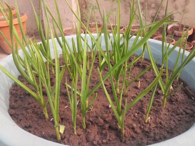 用花盆种发芽的大蒜，一棵变成好几盆，还能不断收获蒜苗