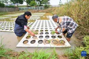 水上种植水稻(“水上种植”助农增产增收)