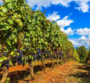 种植葡萄赚钱吗(80后荆州大姐返乡种葡萄，一百亩发展成3000亩，如今年入千万)