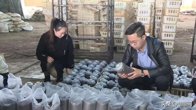 楚雄市引进新技术提升人工食用菌档次和品质 持续推进乡村振兴