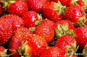 全国草莓种植概况(草莓种植面积256万亩，四季草莓只占区区45万亩你确定吃过？)