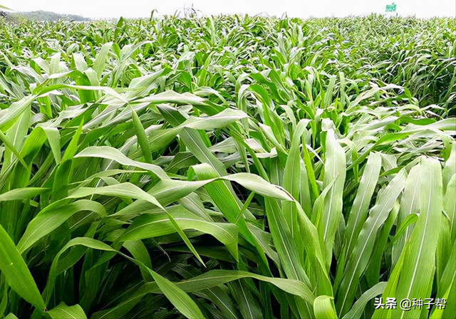 高产墨西哥玉米草，开春就能种，一年割8茬，高温下亩产30吨鲜草