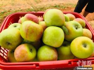长沙种植什么水果(湖南道县“南方苹果树”结出丰硕“致富果”)