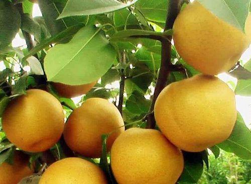 晚秋黄梨引种表现，丰产栽培技术，以下几点内容了解了黄梨的生长