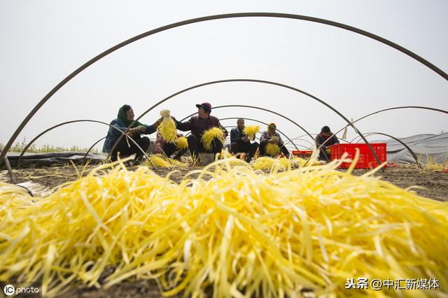 农家韭黄高产有土办法，方法简单不用花一分钱