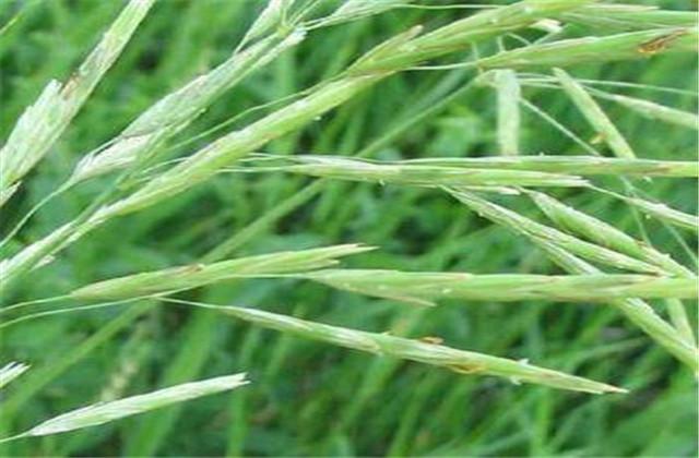 燕麦种植技术及综合利用，管理有哪些流程？一起来了解一下吧
