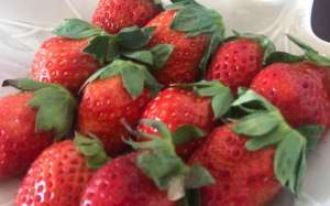 北京露天草莓种植方法(开棚红北京冬天第一棚草莓熟了 每亩地有超12万头益虫)