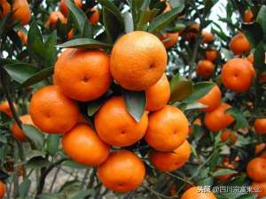 柑橘种植条件 地理(柑橘生长环境分析，前期选园区要注意这几点)