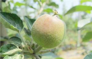 苹果种植通(提高果面光洁度，幼果期喷药必须要注意)