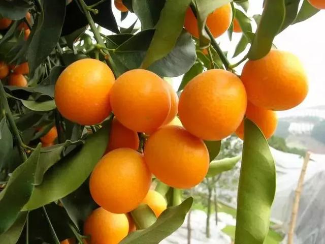 17种优质柑橘品种大盘点，看看它们各有什么优缺点？