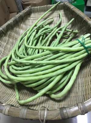 豇豆种植季节(豇豆栽种什么时间最好，育苗还是直播，3分种教你种好豇豆。)