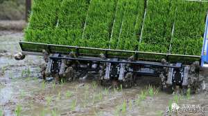 种植牙的种植机(机插、抛秧、移栽、直播，水稻种植机械化如何搞？)