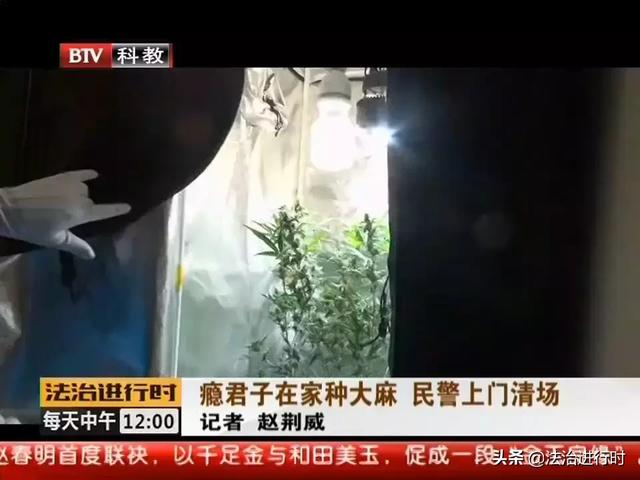 北京一男子居然在家种大麻，自产自吸