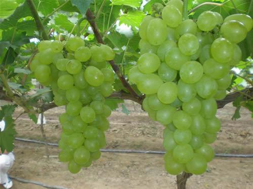 维多利亚栽培技术全集！从葡萄选品种到成熟全年管理详解！