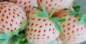 菠萝草莓种植技术(菠萝莓如何种植 菠萝莓的种植技巧)