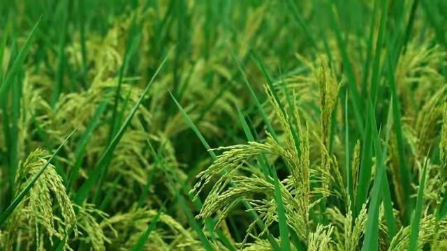 农民的福音，巨型水稻试种成功，株高2米，亩产800公斤以上
