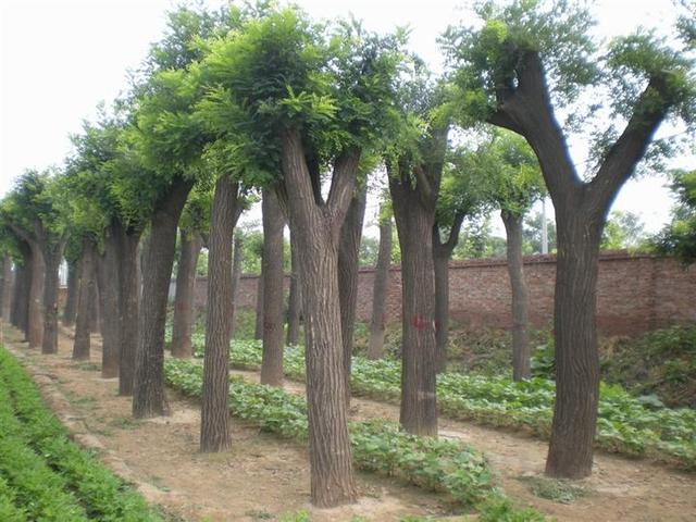 作为我国城市绿化的重要特色树种国槐的栽培