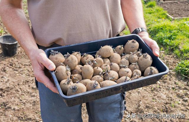 日光温室大棚这样种植马铃薯，简直可以丰收一整年