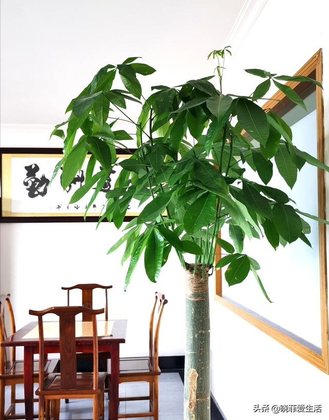 8种“镇宅树”，客厅放一盆，大气高档又安全，寓意旺财旺家