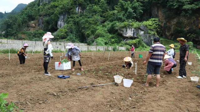普安县开展蔬菜种植肥效试验