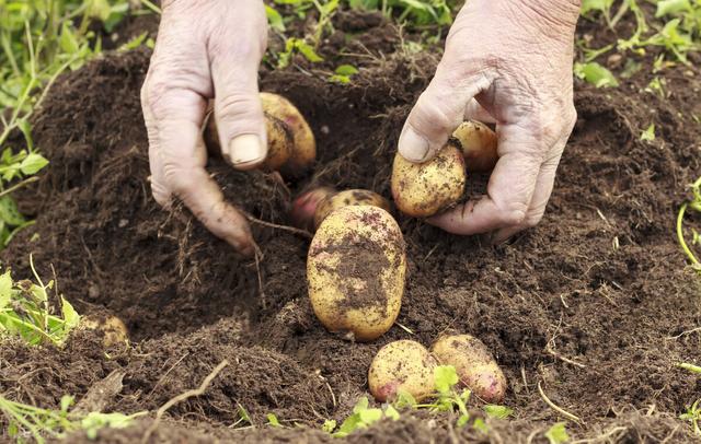土豆种植全过程：4个阶段7个步骤，35种病害25种虫害