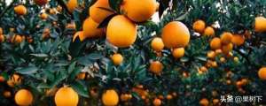 青金桔种植(橘子怎么在家种植？且看安庆市杨桥余湾千亩青桔乐游人)