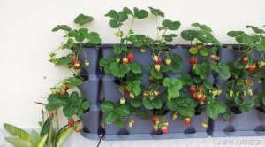 盆栽四季草莓种植方法(用这六个技巧在阳台窗台上种盆栽草莓，四季都可以栽种)